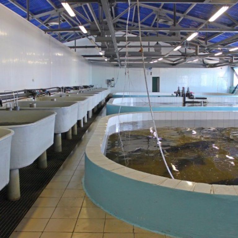 acuicultura-2 acuicultura-2